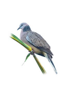 Beyaz arka planda izole edilmiş bir tüneğe tünemiş güvercin görüldü.