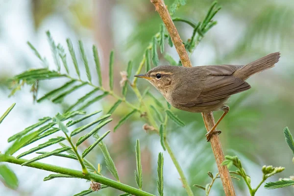 Dusky Warbler Perching Sensitive Plant Branch Looking Distance — Stock Photo, Image