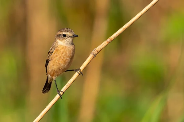 Pied Bushchat Sittande Torkat Gräs Stam Tittar Ett Avstånd — Stockfoto