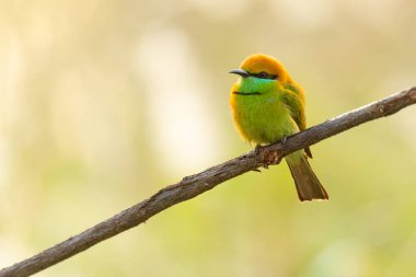 Yeşil Arı yiyiciler bir tüneğe tünemiş Uzağa bakıyorlar