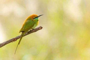 Yeşil Arı yiyiciler bir tüneğe tünemiş Uzağa bakıyorlar