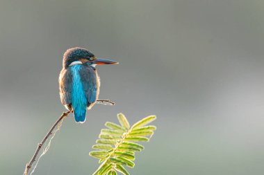 Bir tüneğe tünemiş, uzaktan bakan sıradan bir balıkçı.