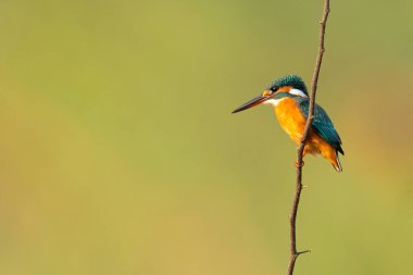 Bir tüneğe tünemiş, uzaktan bakan sıradan bir balıkçı.