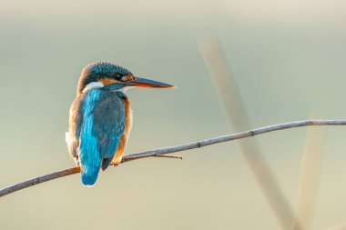 Bir tüneğe tünemiş, uzaktan bakan sıradan bir balıkçı.