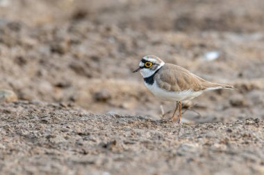 Küçük Halkalı Plover çamurlu zeminde duruyor ve uzaklara bakıyor.