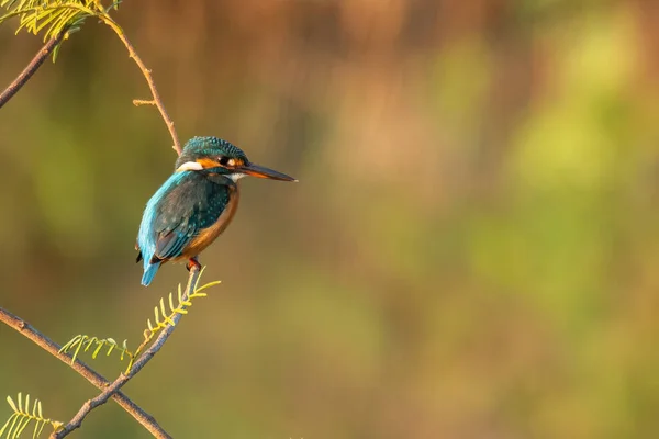 Common Kingfisher Perching Perch Looking Distance — Stock Photo, Image
