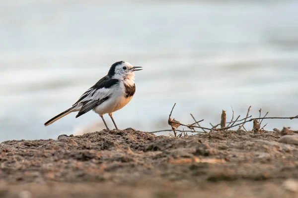 Wagtail Blanco Pie Orilla Del Río Mirando Una Distancia —  Fotos de Stock