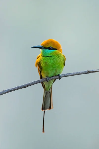 Yeşil Arı yiyiciler bir tüneğe tünemiş Uzağa bakıyorlar