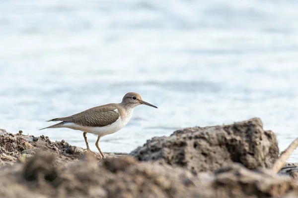 Common Sandpiper Standing Muddy Ground Looking Distance — Stock Photo, Image