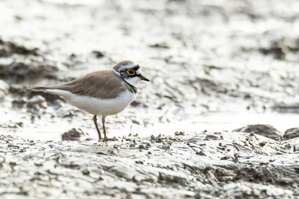 Little Plover Anillada Pie Tierra Fangosa Mirando Una Distancia —  Fotos de Stock