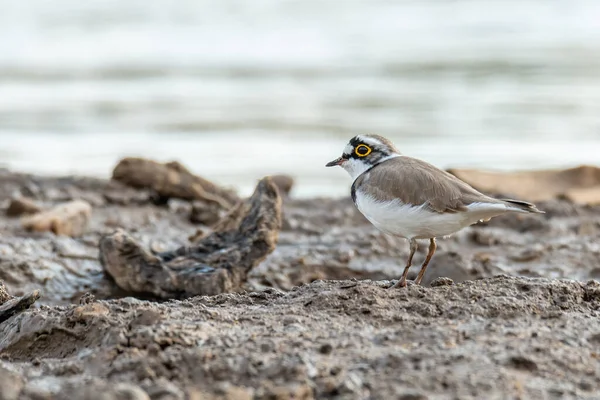 Little Plover Anillada Pie Tierra Fangosa Mirando Una Distancia —  Fotos de Stock