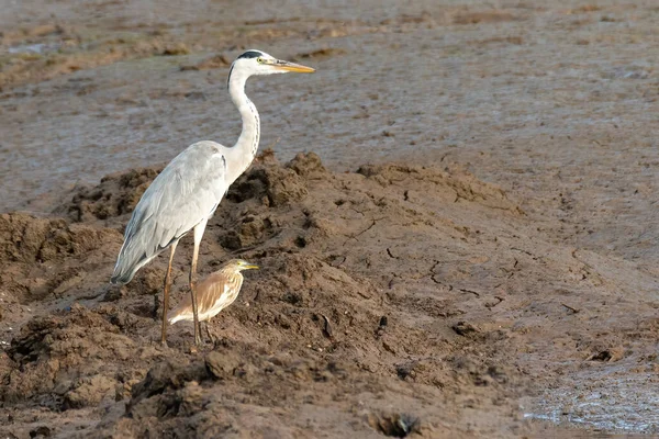 Grijze Reiger Modderige Grond Met Vijverreiger Die Verte Kijkt — Stockfoto