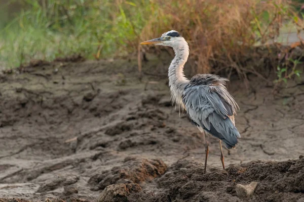 Grijze Reiger Die Zijn Verenkleed Opblaast Modderige Grond — Stockfoto