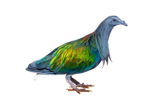 Nicobar Güvercini beyaz arkaplanda izole edildi