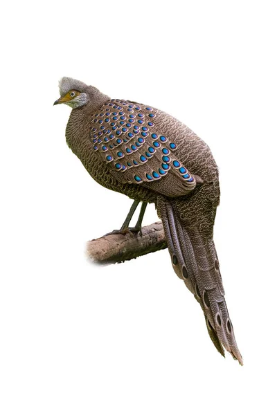 Grijze Peacock Fazant Zittend Een Zitstok Geïsoleerd Witte Achtergrond — Stockfoto