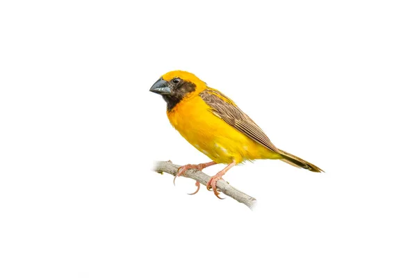 Male Asian Golden Weaver Perching Perch Isolated White Background — Stock Photo, Image