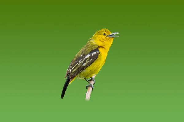 Iora Común Posada Sobre Una Percha Aislada Sobre Fondo Verde —  Fotos de Stock