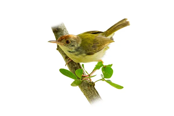 Common Tailorbird Perching Perch Isolated White Background — Stock Photo, Image