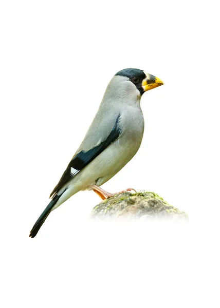 Japanese Grosbeak Perching Rock Isolated White Background — Stock Photo, Image