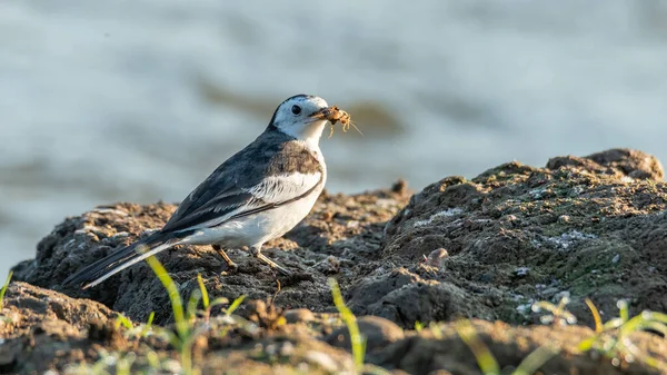 Witte Kwikstaart Met Een Insect Snavel Bij Oever Van Rivier — Stockfoto