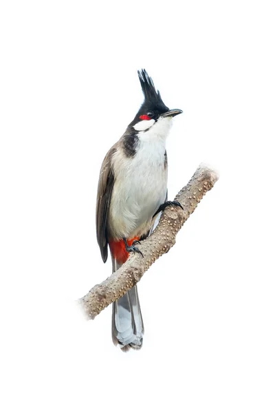 Red Whiskered Bulbul Perching Perch Isolated White Background — Stock Photo, Image