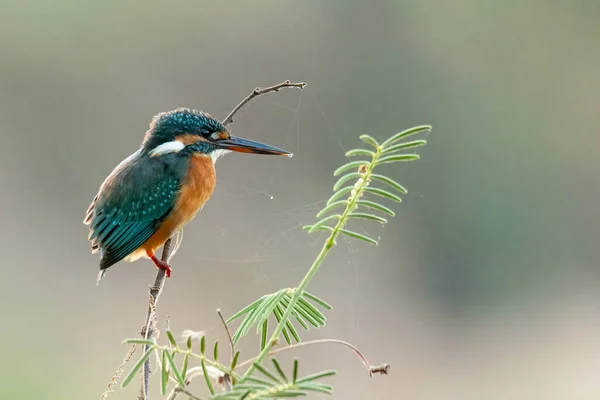 Pescador Real Común Posado Una Percha Mirando Distancia — Foto de Stock