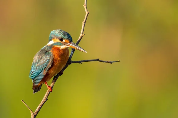 Common Kingfisher Сидящий Окуне Глядя Вдаль — стоковое фото