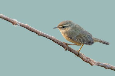 Esmer Warbler, soluk yeşil arka planda izole edilmiş bir tüneğe tünemiş.