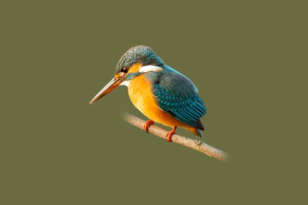 Common Kingfisher Perching Perch Isolated Light Army Green Background — Stock Photo, Image