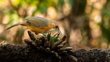 Paslı yanaklı Scimitar Babbler bir tüneğe tüneyerek uzaklardan bakıyor.