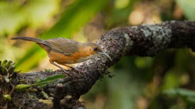 Paslı yanaklı Scimitar Babbler bir tüneğe tüneyerek uzaklardan bakıyor.