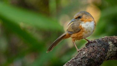 Paslı yanaklı Scimitar Babbler bir tüneğe tüneyerek uzaklardan bakıyor.