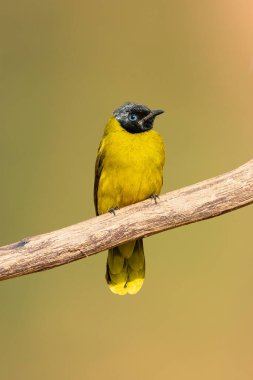 Yumuşak arkaplanda tünemiş siyah başlı Bulbul