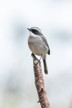 Gri çalılar bir tüneğin ucuna tünemiş Uzağa bakıyor