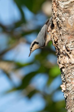 Kestane aralıklı Nuthatch bir ağaç kabuğuna tünemiş Uzağa bakıyor