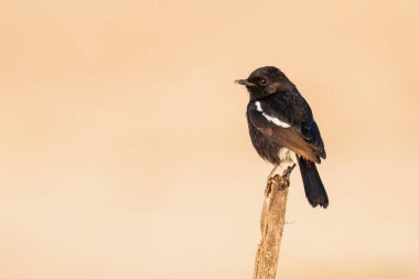 Pied Bushchat bir tüneğin ucuna tüneyerek uzaklığa bakıyor.