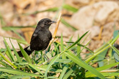 Pied Bushchat taze yeşil çimlerin tepesinde tüneyerek uzaklara bakıyor.