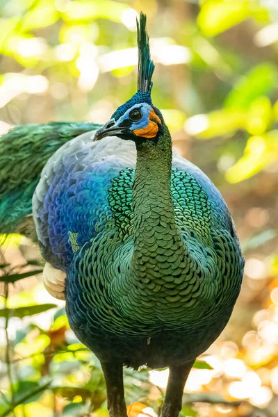 Front view of Green Peafowl walking toward the camera