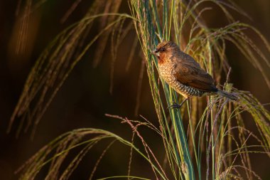 Pullu göğüslü Munia, çim gövdesine tünemiş. Uzağa bakıyor.