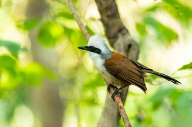Beyaz ibikli Kahkaha Ardıcı Bir tüneğe tünemiş Uzağa bakıyor