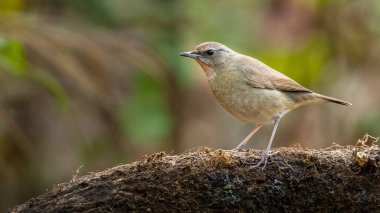Sibirya yakutu ağaç gövdesine tünemiş Uzağa bakıyor