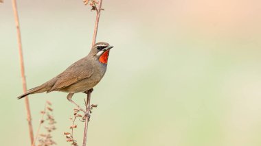 Sibirya yakutu kurumuş çim gövdesine tünemiş. Uzağa bakıyor.