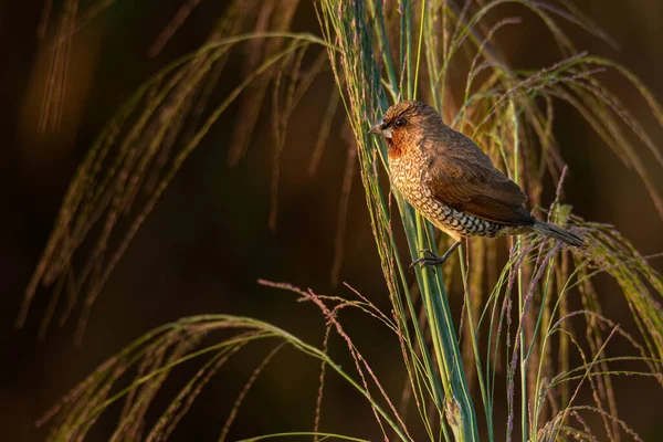 Pullu göğüslü Munia, çim gövdesine tünemiş. Uzağa bakıyor.