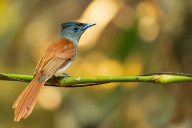 Blyth Paradise sinekkapanı bir tüneğe tünemiş, uzaktan bakıyor.