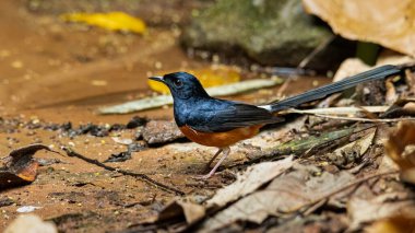 Beyaz popolu erkek Shama kumlu ve yapraklı bir zemine tüneyerek uzaklardan bakıyor.