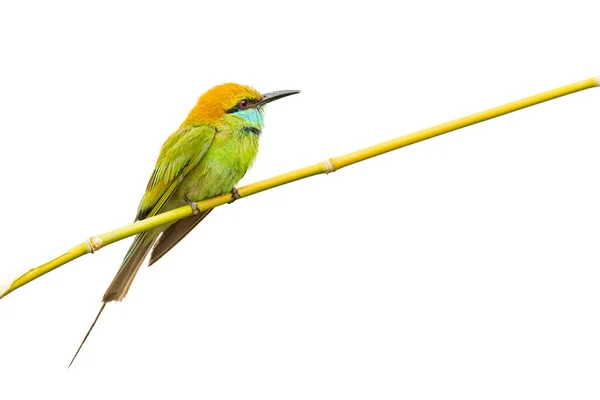 Grüne Bienenfresser Hocken Auf Einer Sitzstange Isoliert Auf Weißem Hintergrund — Stockfoto