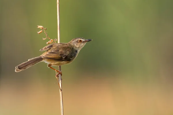 Almindelig Prinia Sidder Træstamme Kigger Ind Afstand - Stock-foto