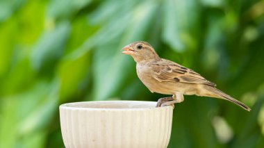 Female House Sparrow perching on a feeding bowl isolated on leafy green background