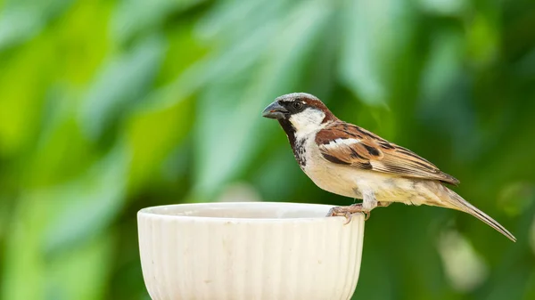 Männlicher Haussperling Hockt Auf Einer Futterschale Isoliert Auf Grünem Hintergrund — Stockfoto