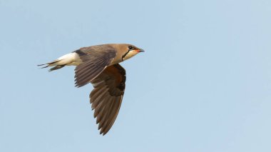 Doğu Pratincole uçuşu mavi arkaplanda izole edildi